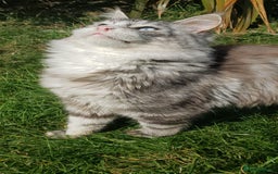 Maine Coon cats for sale: Maine Coons looking for new home read advert - Image 2