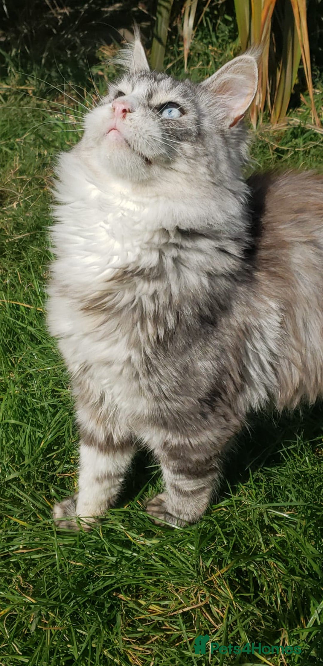 Maine Coon cats for sale: Maine Coons looking for new home read advert - Image 2