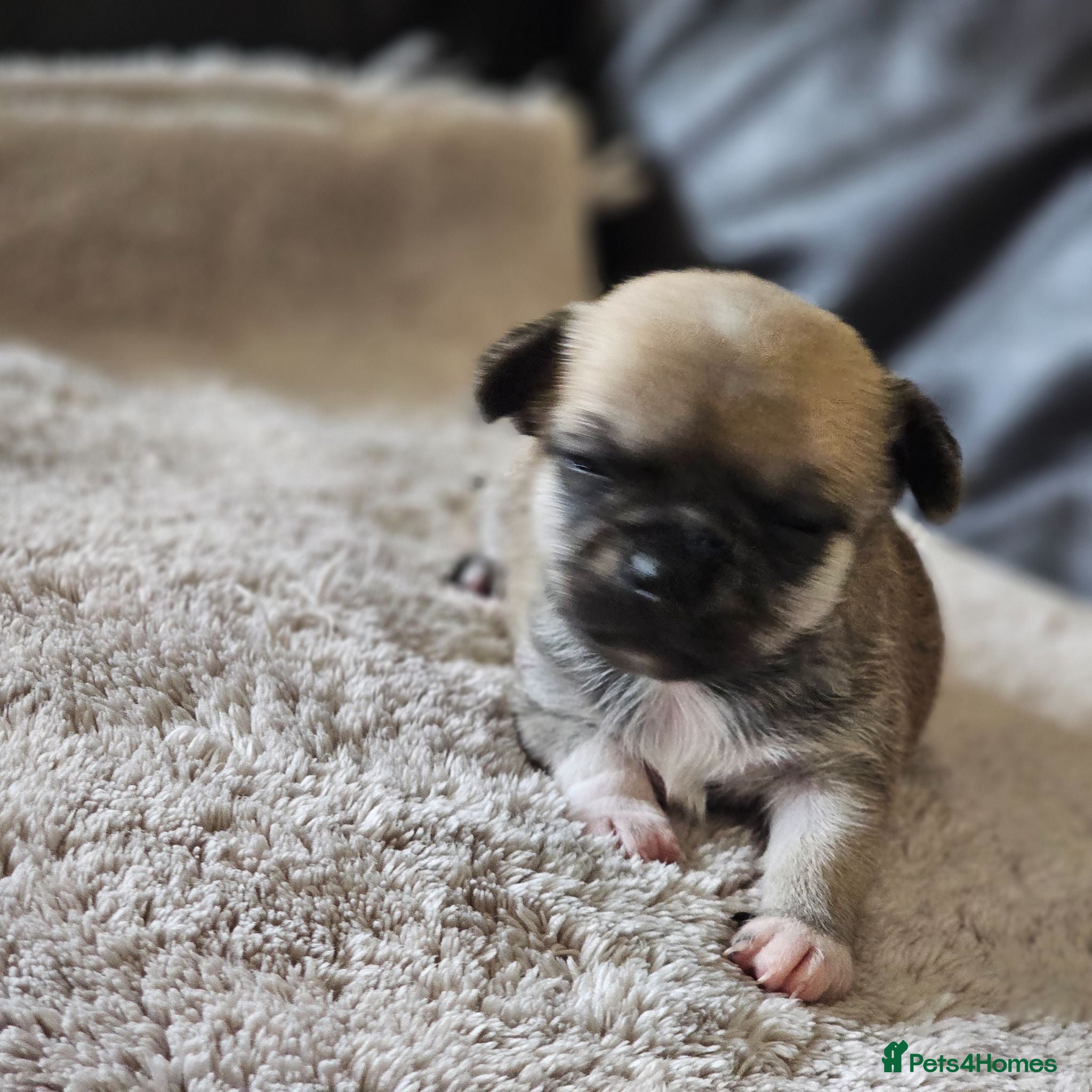 Chihuahua dogs 1 chiuaua baby boy - Advert 10