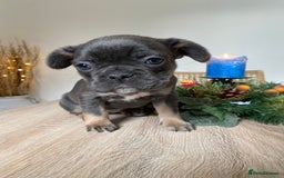French Bulldog dogs for sale: Adorable Purebred Female French Bulldogs Ready! - Advert 10