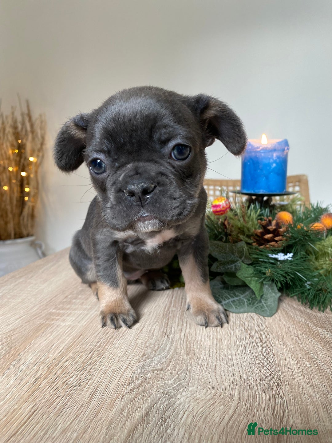 French Bulldog dogs for sale: Adorable Purebred Female French Bulldogs Ready! - Advert 10