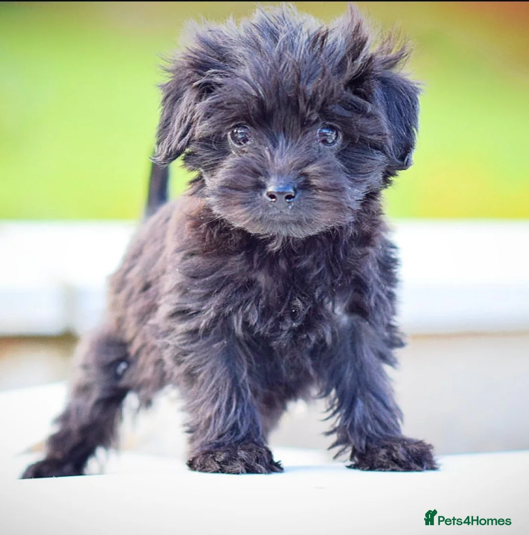 Mixed Breed dogs for sale: Council approved 5⭐️Rated Licensed Registered  - Advert 15