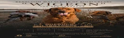 Labrador Retriever dogs for stud: Superb Fox Red Working Labrador at Stud - Advert 4