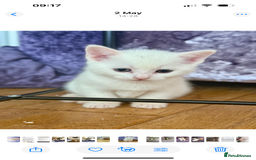 Turkish Angora cats for sale: Beautiful Turkish Angora Kittens - Image 11