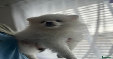 Pomeranian dogs - Advert 7