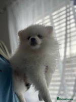 Pomeranian dogs - Advert 7