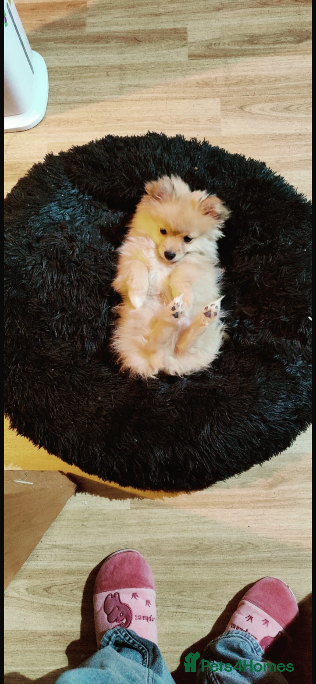 Pomeranian dogs for sale: This is bao he’s a lovely dog - Advert 6