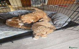 Cockapoo dogs for sale: F1b cockapoos ONLY 1 boy left READY NOW - Image 11