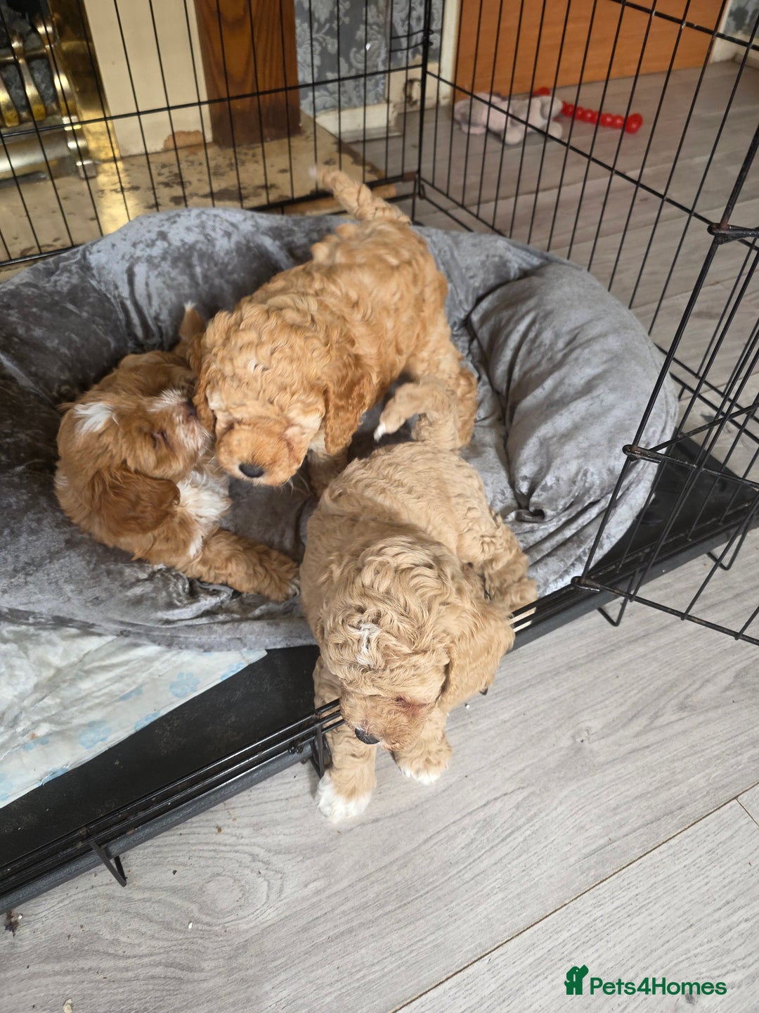 Cockapoo dogs for sale: F1b cockapoos ONLY 1 boy left READY NOW - Image 11