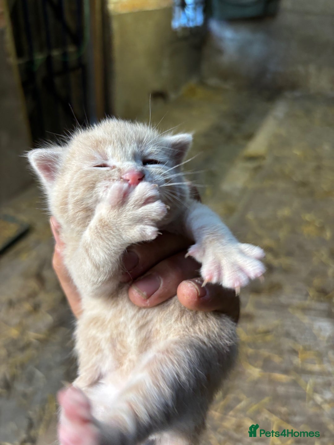 British Shorthair cats for sale: Beautiful litter of adorable kittens - Image 15