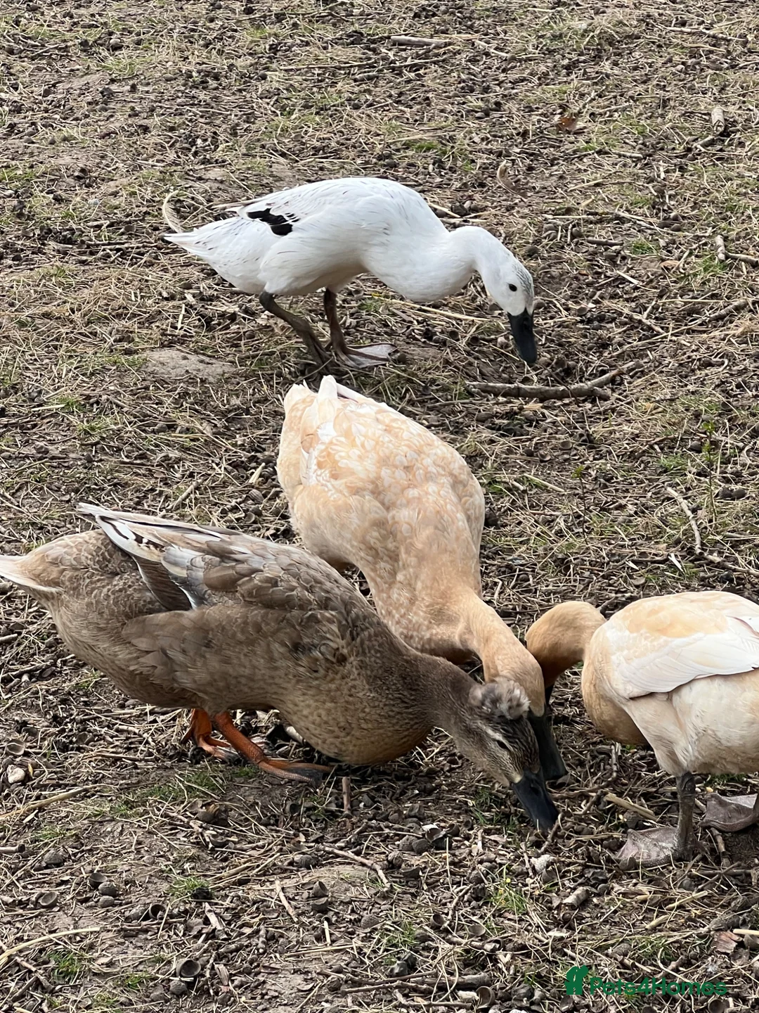 Ducks poultry for sale: Crested / Pom Pom runner duck x - Advert 2