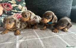 Miniature Dachshund dogs for sale: Ready now Kc registered miniature Pra clear - Image 5