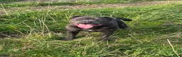 Staffordshire Bull Terrier dogs for sale: Waiting list!! Black x blue health tested Stafford - Advert 10