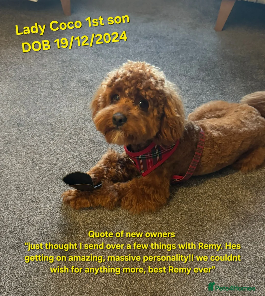 Cavapoo dogs for sale: 5x Asian Toy Poodle X Cavapoo Puppies  - Advert 16