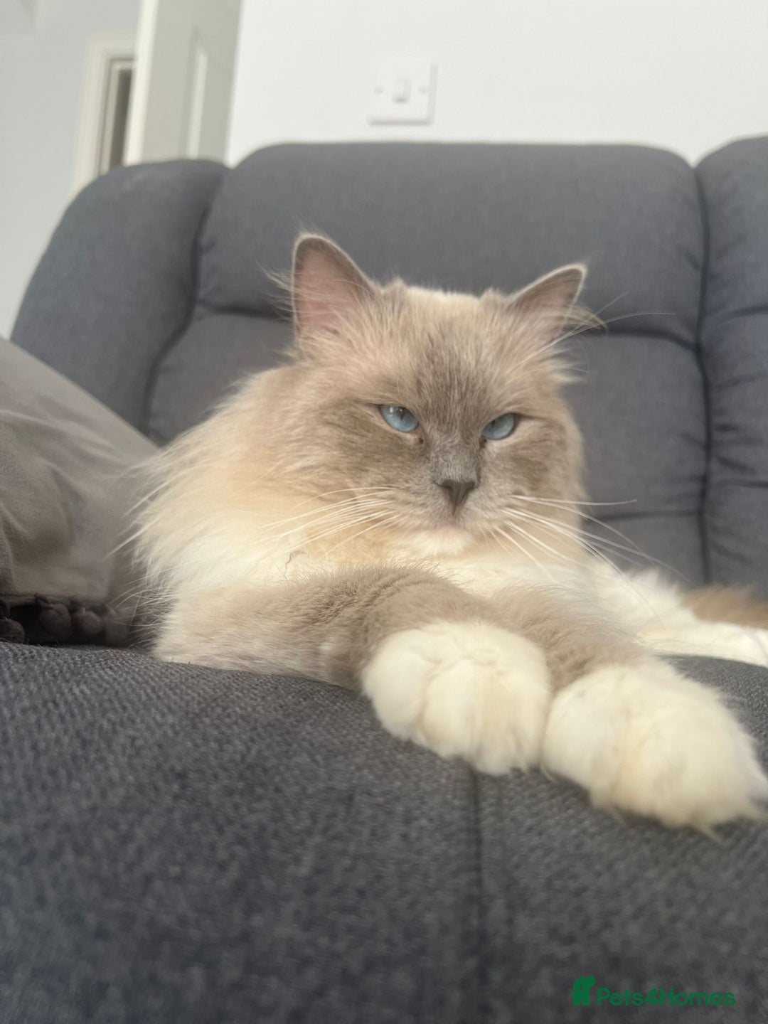 Ragdoll cats for stud: PROVEN GCCF Active Ragdoll Stud Dilute Lilac Genes in Manchester - Image 3