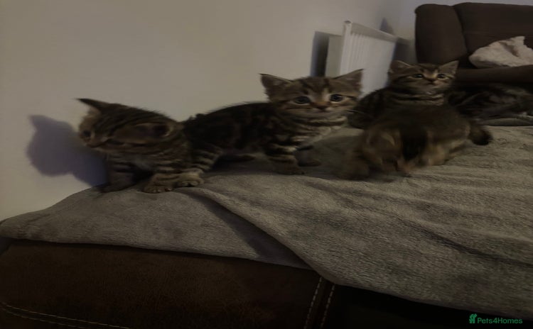 Scottish Fold cats - Advert 7