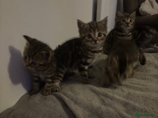 Scottish Fold cats for sale - Advert 1