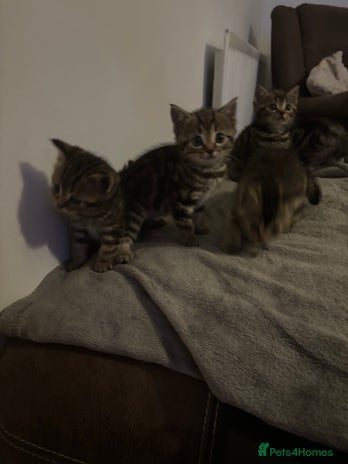 Scottish Fold cats - Advert 7