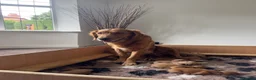 Golden Retriever dogs for sale: Golden retriever puppies for sale - Advert 20