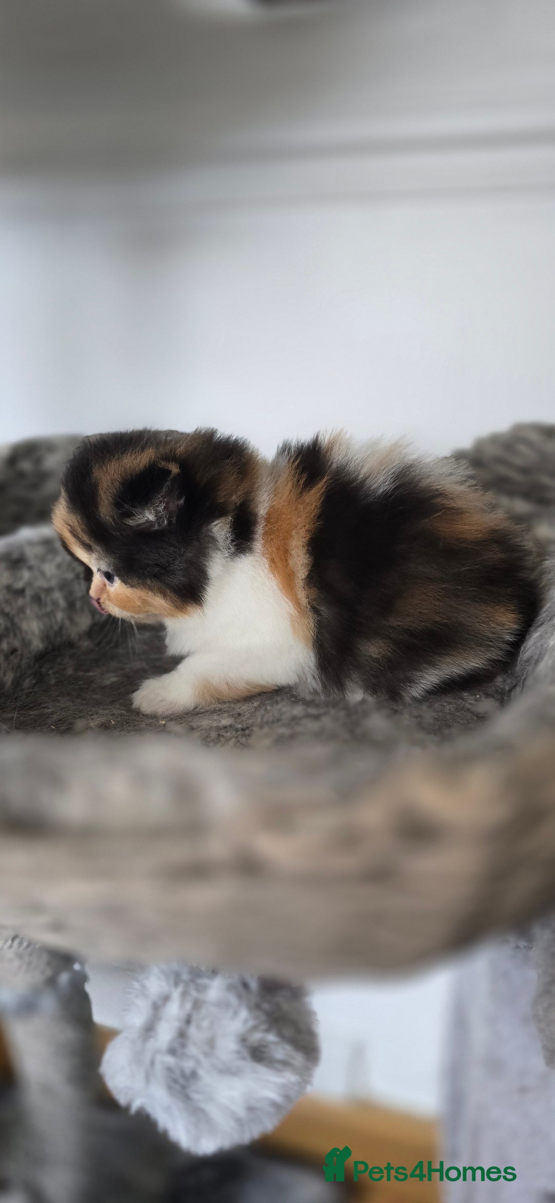 Persian cats for sale: 😻 Stunning persian kittens  - Image 8