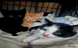 Mixed Breed cats for sale: Playful kittens🥰 - Advert 1
