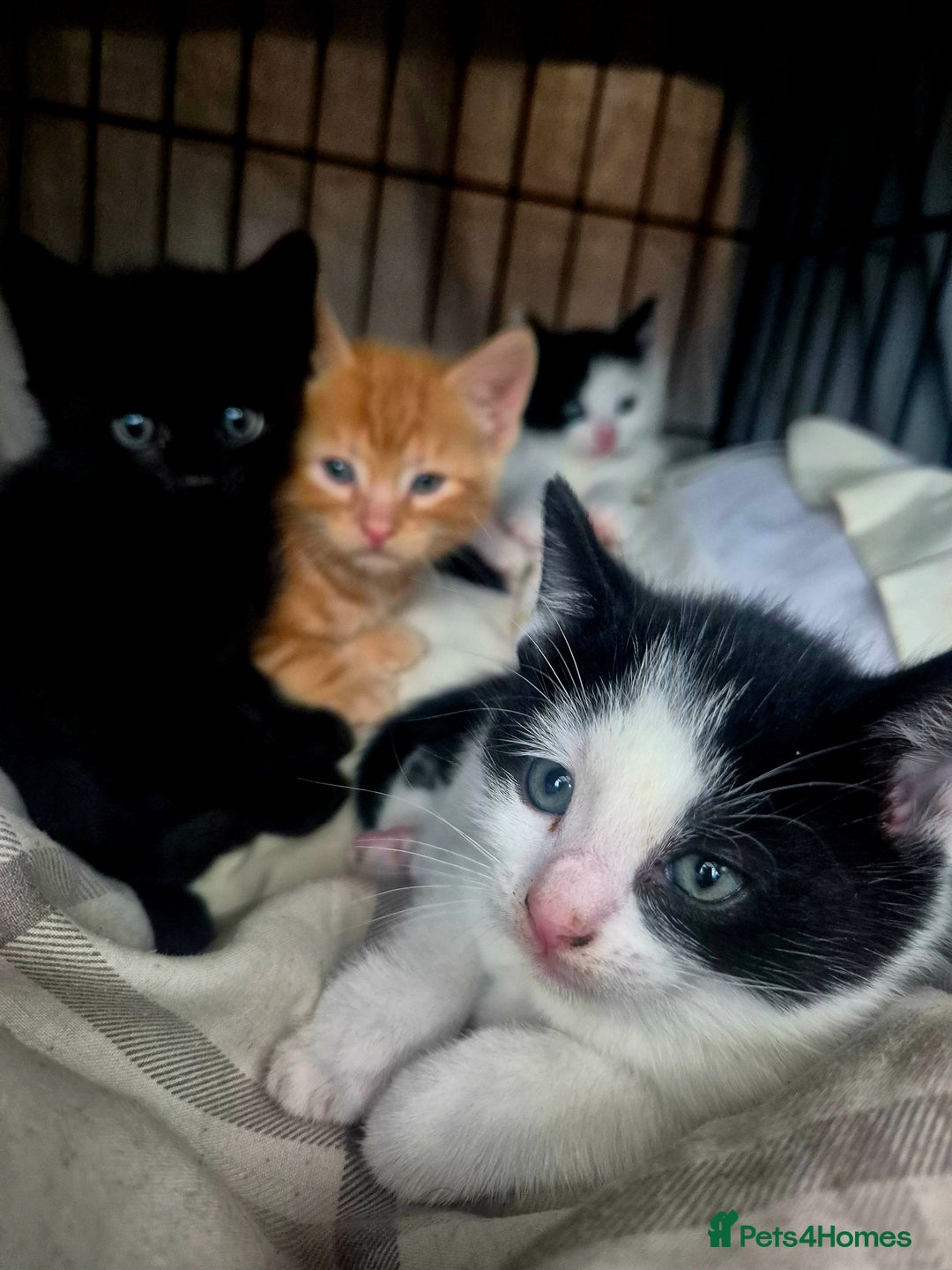 Mixed Breed cats for sale: Playful kittens🥰 - Advert 1