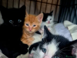 Mixed Breed cats for sale: Playful kittens🥰 - Advert 1