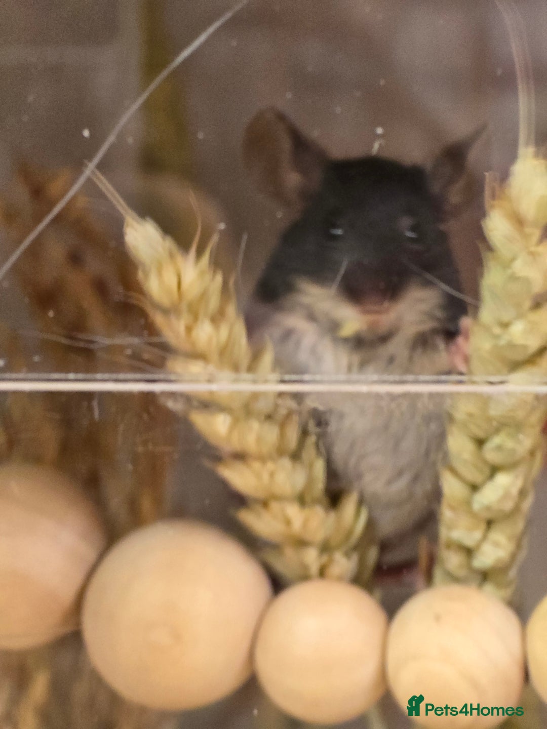 Mouse rodents for sale: Baby female mice available  - Advert 2