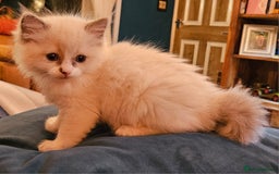 Ragdoll cats for sale: Ready now hcm clear ragdoll litter. X6 - Image 7