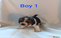 Beagle dogs for sale: Beautiful puppies Available - Image 4