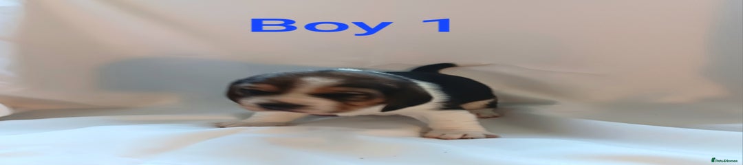 Beagle Puppy 3