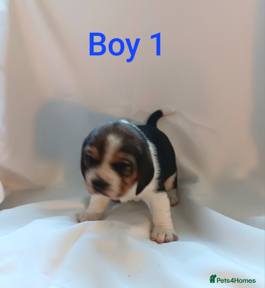 Beagle dogs for sale: Beautiful puppies Available - Image 4