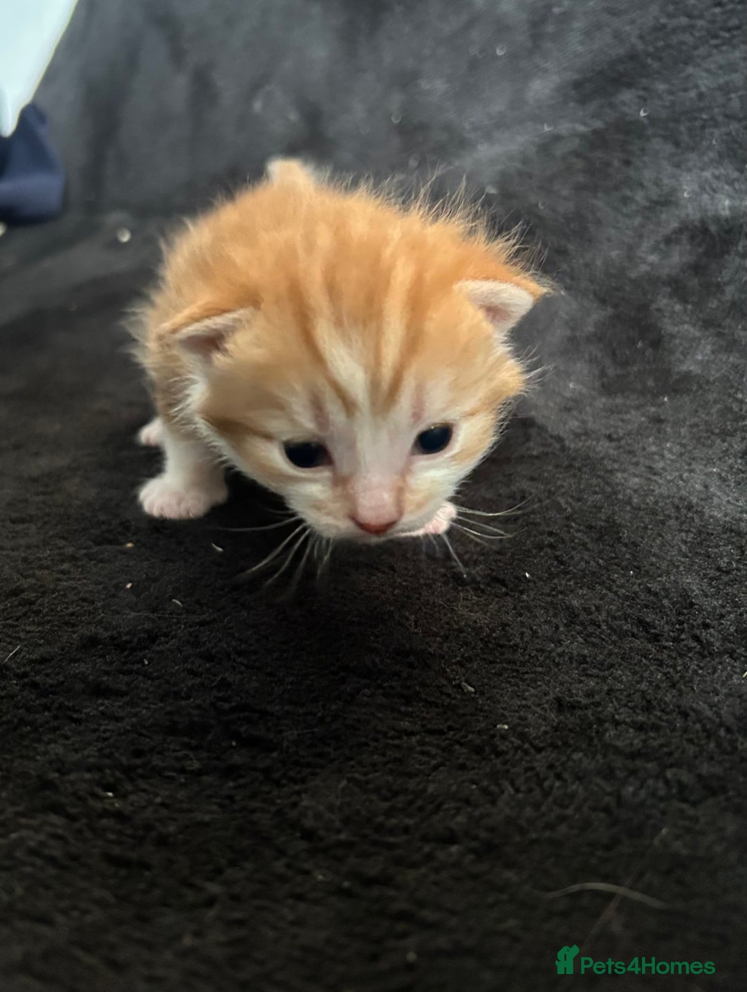 Mixed Breed cats for sale: Adorable Christmas ready kittens 🎅🏼🎄🎁 - Advert 9