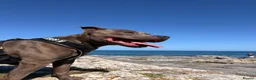 Staffordshire Bull Terrier dogs for stud: 🐾 STAFFORDSHIRE BULL TERRIER AVAILABLE FOR STUD  in Paignton - Advert 7