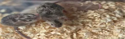 Mouse rodents for sale: Fancy pet mice for sale £8 each  in Manchester - Advert 7