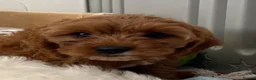 Cavapoo dogs for sale: ADORABLE CAVAPOO PUPPIES  - Advert 27