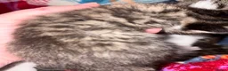 Mixed Breed cats for sale: Gorgeous Bengal cross babies  - Advert 16