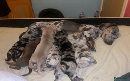 Miniature Dachshund dogs for sale: 4 male miniature Dachshund puppies for sale  - Image 10