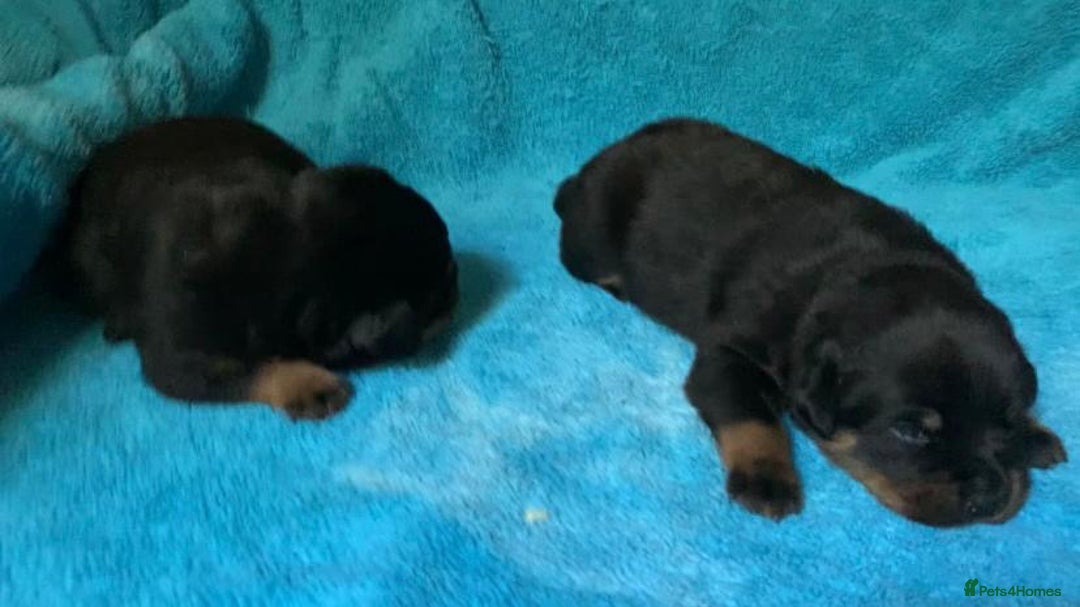 Rottweiler dogs for sale: Proper big old fashioned Rottie  pups ready now  - Advert 28