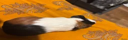 Guinea Pig rodents for sale: bonded guinea pigs for sale - Advert 23