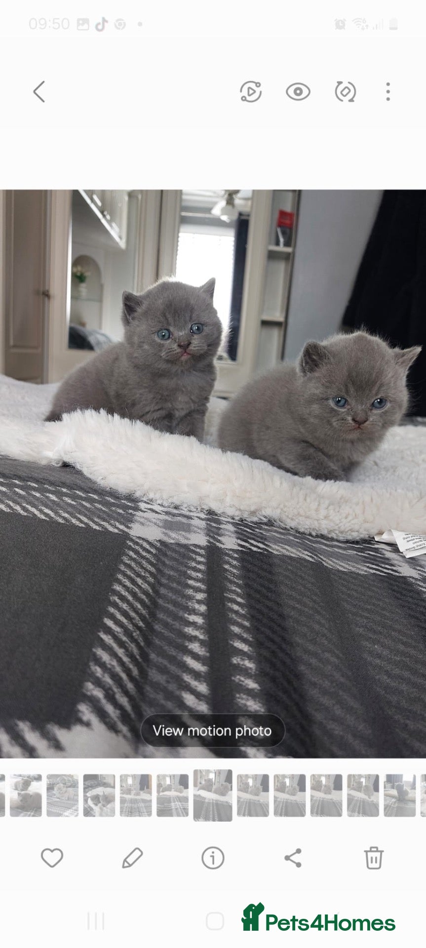 British Shorthair cats British shorthair scotish fold  - Advert 10
