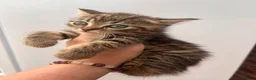Maine Coon cats for sale: Silver Maine coon cross kittens  - Advert 16