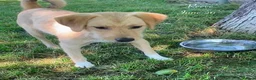 Mixed Breed dogs for adoption: Reece. 8 months approx. Available for adoption. in Brixham - Advert 8