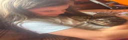Mixed Breed cats for sale: Beautiful Family-Raised Kittens in Oswestry - Advert 15