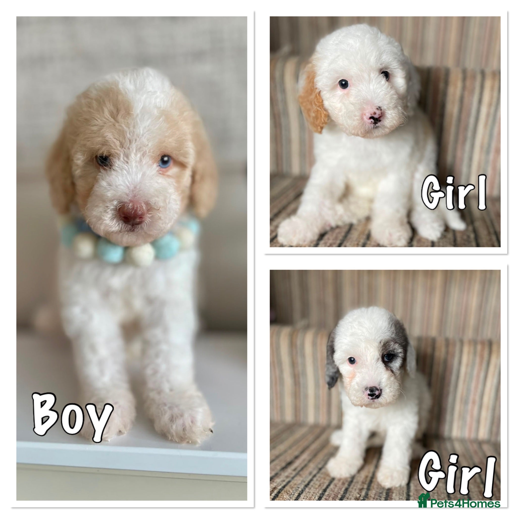 Cavapoo dogs Stunning extensively health tested cavapoo pups - Advert 7