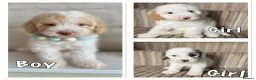 Cavapoo dogs for sale: Ready Now extensively health tested cavapoo - Advert 3