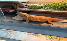 Bearded Dragon reptiles for sale: Boy Bearded dragon 2 years and full set up - Image 5