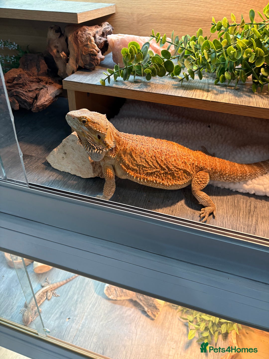 Bearded Dragon reptiles for sale: Boy Bearded dragon 2 years and full set up - Image 5