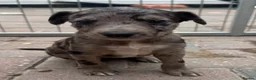Mixed Breed dogs for sale: Top quality Lurcher puppies  - Advert 1