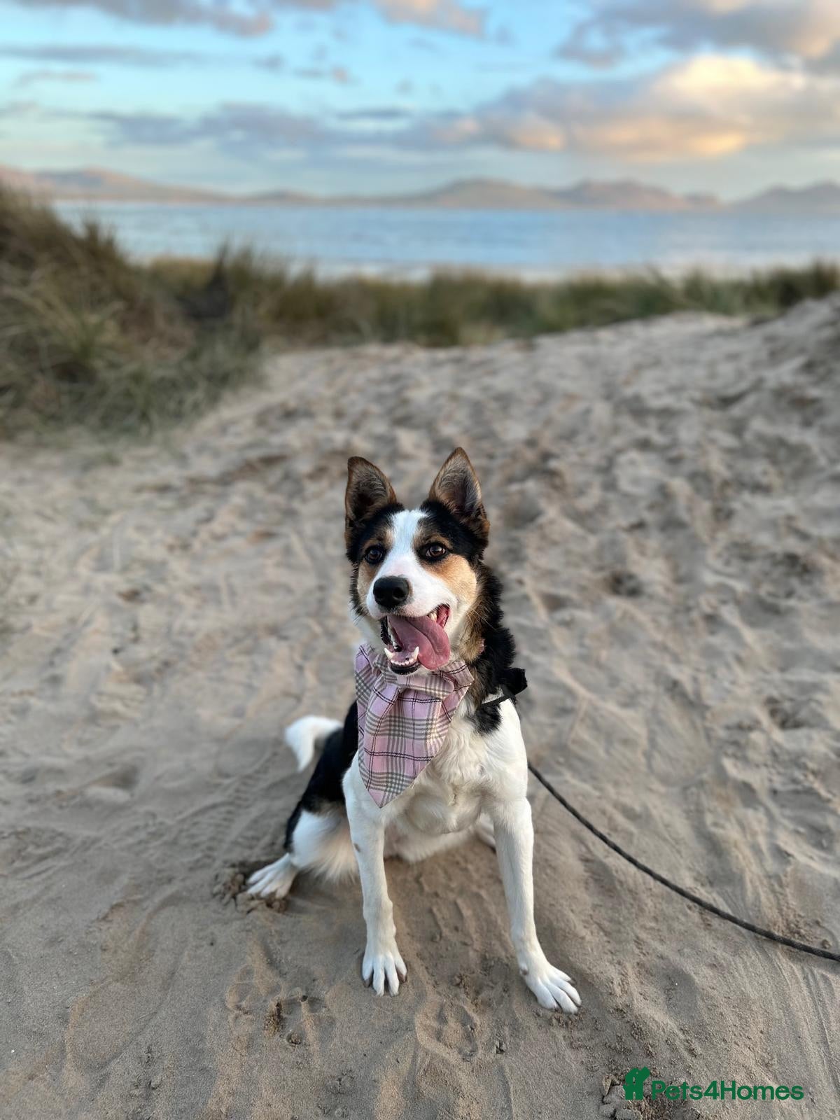 Border Collie dogs 4 year old collie looking for a new home  - Advert 1